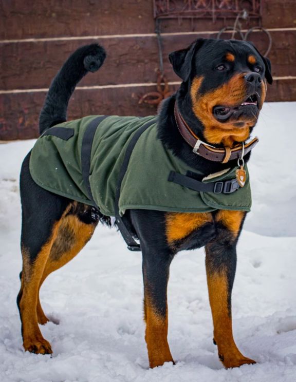 Green Oilskin Dog Jacket - DJOBG